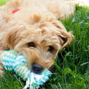 Basic Pet Grooming  Abu Dhabi