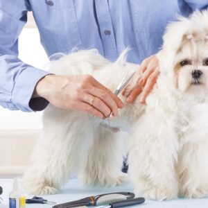 Pet - Grooming / Salon  Dubai