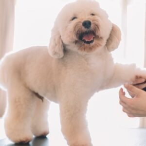 Pamper Your Pup: Grooming for Dogs of All Sizes!  Sharjah & N. Emirates